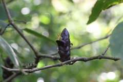 Strobilanthes luridus